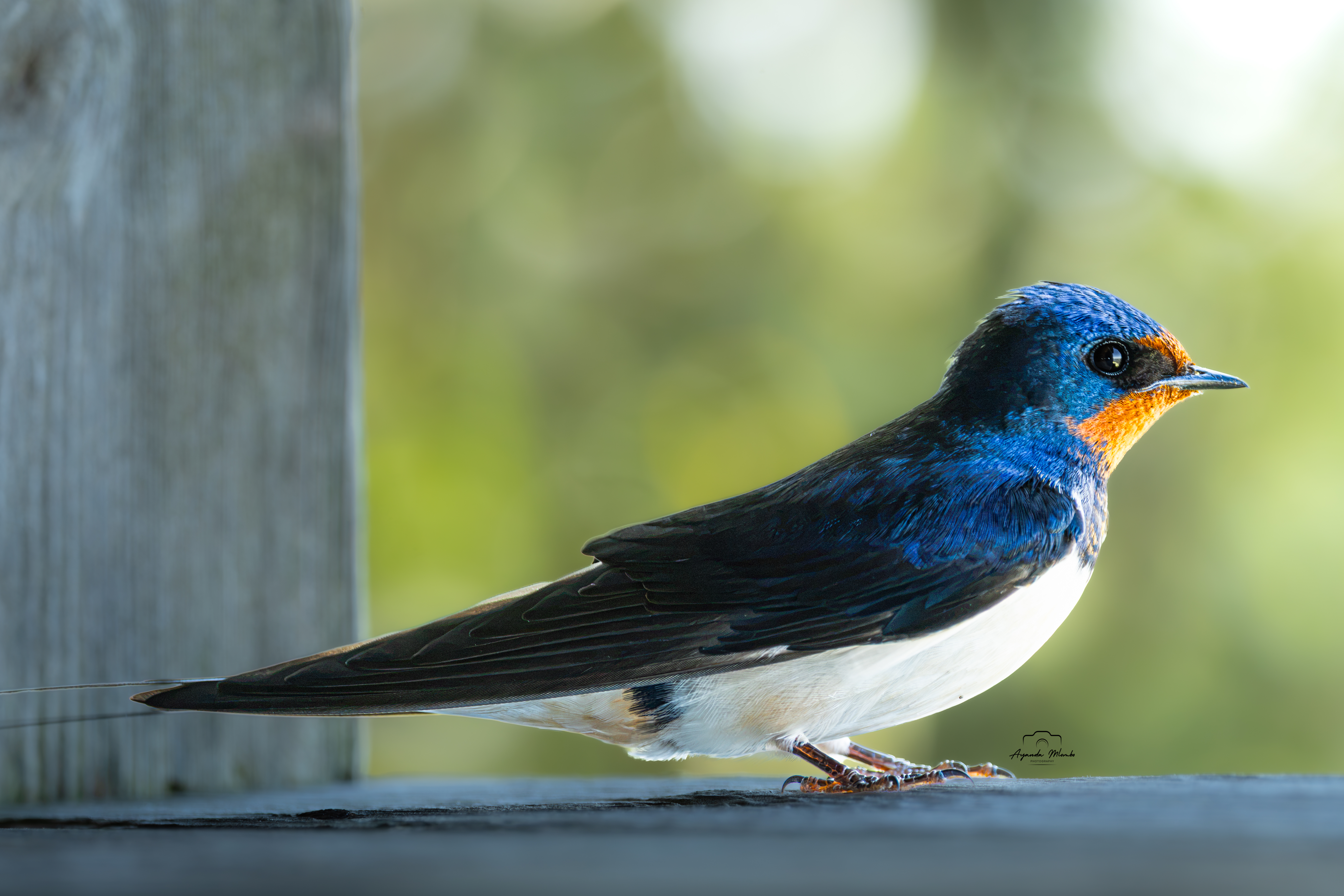 Barn Swallow